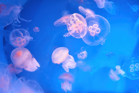 Aurelia aurita common moon jellyfish colony in dark water with glowing purple light as dark underwater backgroundの写真素材