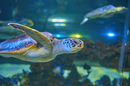 Sea turtle seen at the Aquarium in the Kyiv Aquariumの写真素材