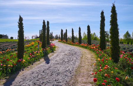 A road flanked by young cypress trees and blooming tulip fields, creating a vibrant and picturesque scene of natural beautyの写真素材