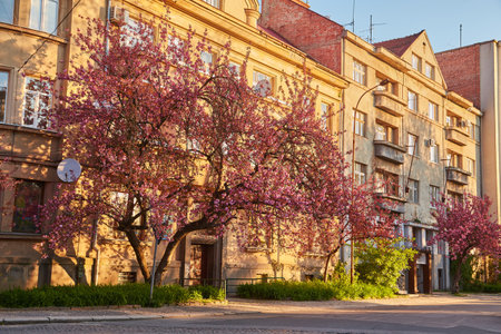 Beautiful blooming sakura trees in alley. Pink sakura flowers on branches in sunny light in spring city street, landscape view. Enjoying spring in the cityの写真素材