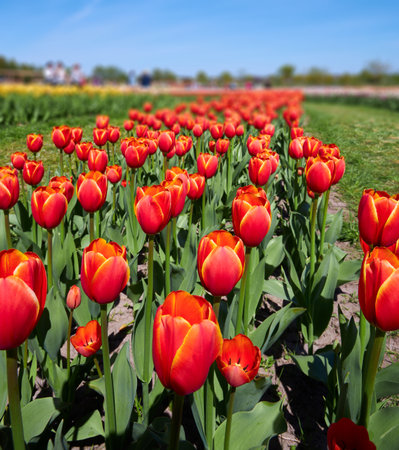 Field of red tulips in spring. Sunset. Cloudy sky. Vertical photo.の写真素材