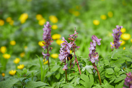 Flowering green forest at sunset, spring nature backgroundの写真素材