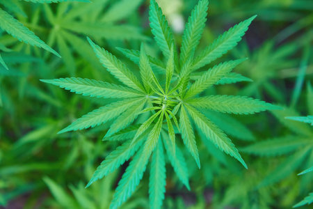 Green background of leaves. In door grow hemp. Cannabis at the beginning of flowering. Young cannabis plant. Northern light strain. Legal Marijuana cultivation in the home. Medicinal indica with CBD.の写真素材