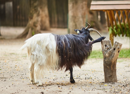 A cheerful goat with long hair, putting its leg up on a stumpの写真素材