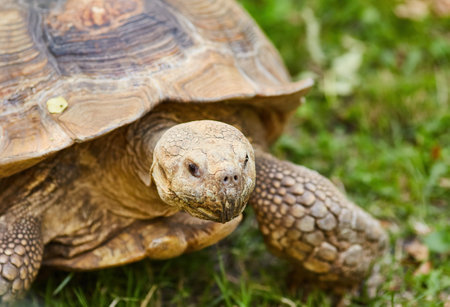A large brown turtle walks on the groundの写真素材