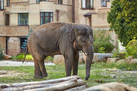 Elephant in a spacious open enclosure in the zooの写真素材