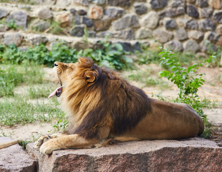 Male lion looking out atop rocky outcropの写真素材
