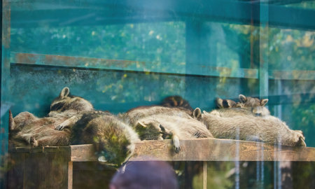 Funny lazy raccoon lying on wooden doorstepの写真素材