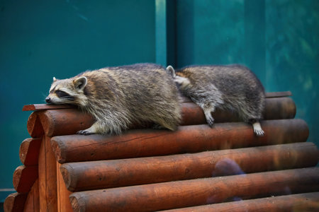 Funny lazy raccoon lying on wooden doorstepの写真素材