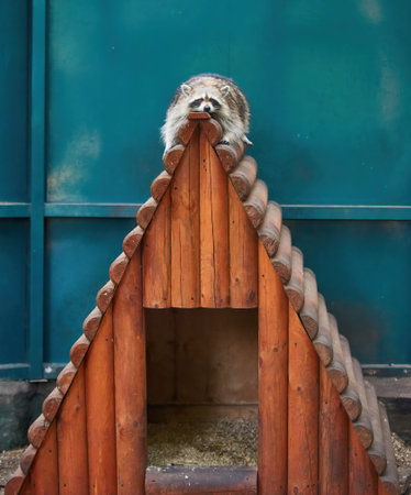 Funny lazy raccoon lying on wooden doorstepの写真素材