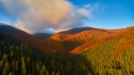 Aerial view of forest in foliage season. Natural green, orange and yellow background. Photo from the drone.の写真素材