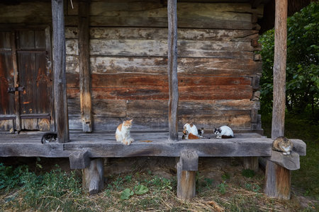 A group of five friendly cats with different coat colors posing side by side on an old stony window sillの写真素材