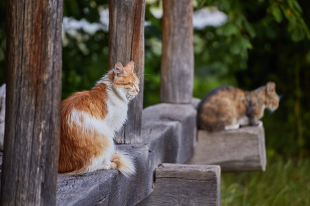 A group of five friendly cats with different coat colors posing side by side on an old stony window sillの写真素材
