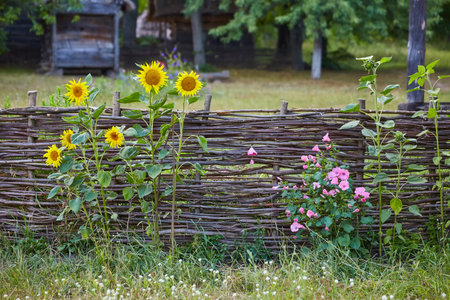 rustic wicker fence made of willow twigs in the gardenの写真素材