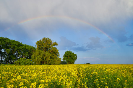 Spring agricultural landscape with big rape fields and rainbow in blue skyの写真素材