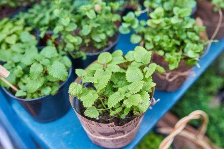 Mint plant close up in pot in the garden.の写真素材