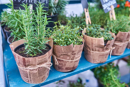 Aromatic green rosemary in pots on white tableの写真素材