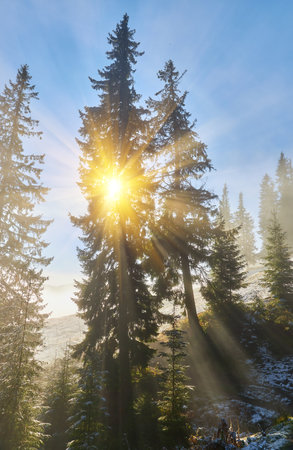 Rays of sunshine through the snow-covered pine trees, on the sommand plateau, in winterの写真素材