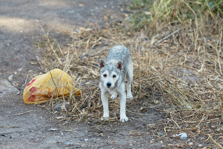 Stray mutt dog standing on the street looking sad