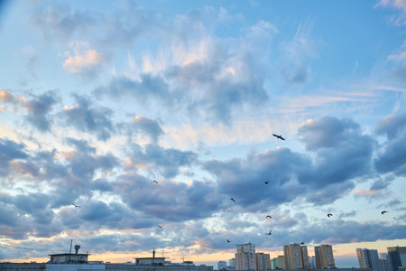A flock of birds flies above a cityscape at dusk. The sky is painted with soft pastel tones, transitioning from blue to pink, creating a serene atmosphere over urban buildingsの写真素材