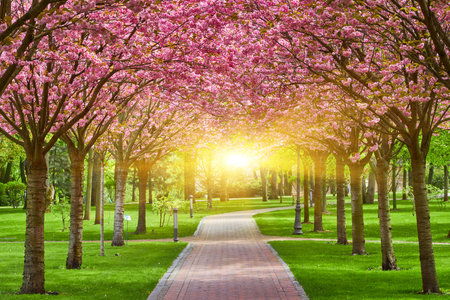Sakura Cherry blossoming alley. Wonderful scenic park with rows of blooming cherry sakura trees and green lawn in spring. Pink flowers of cherry tree.の写真素材