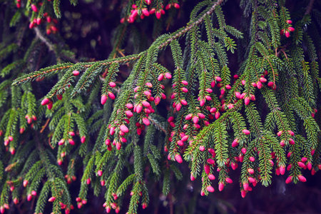 Capturing the essence of spring, a pine branch adorned with small pink cones stands out against a backdrop of lush greenery, showing the subtle beauty of nature's renewalの写真素材