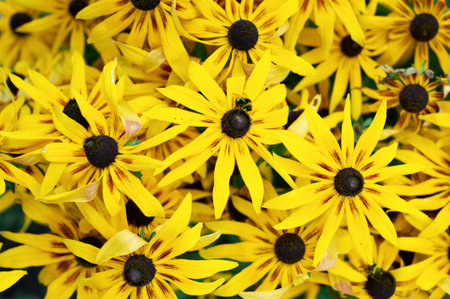 Background of yellow flowers and a bumblebee on a flowerの写真素材