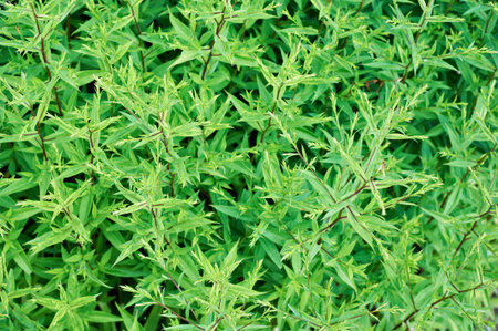 Young green shoots in the garden
