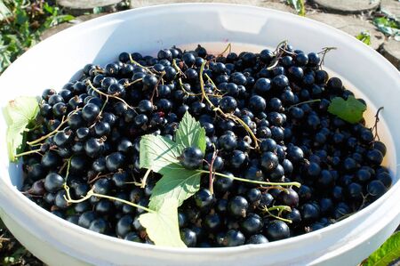 Black currants in a white bucketの写真素材