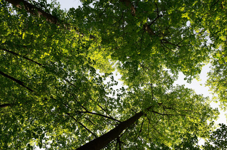 Crowns of trees in the summer forest