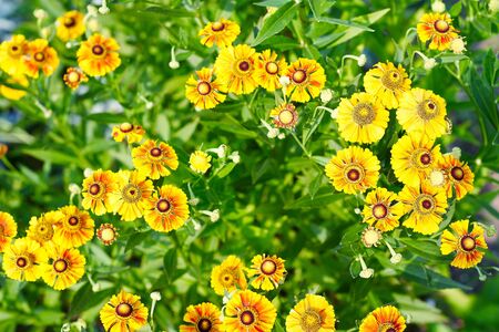 Decor yellow flowers on a background of green leaves in gardenの写真素材