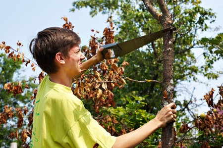 Young man sawing dry wood in the garden