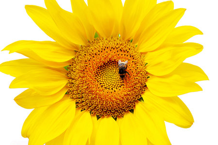 Flower sunflower and bumblebee on white background