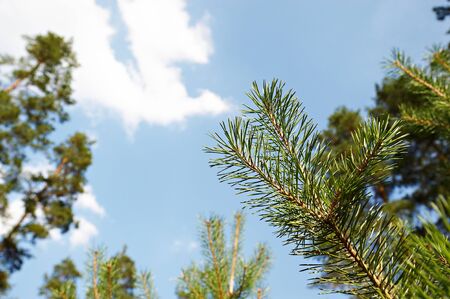 Pine branch against the blue skyの写真素材