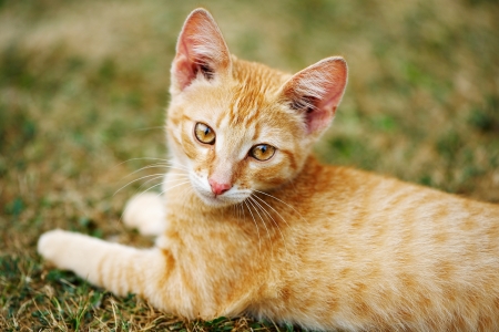 Portrait of a ginger kittenの写真素材