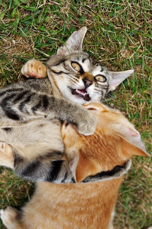 Playing kitten on green grassの写真素材