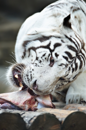 White tiger eats meat in zooの写真素材