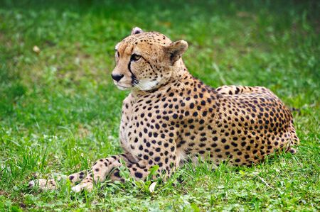 Cheetah resting on the grass in the Moscow zooの写真素材