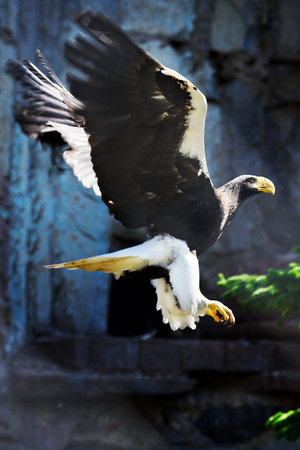 Eagle in flight in zoo