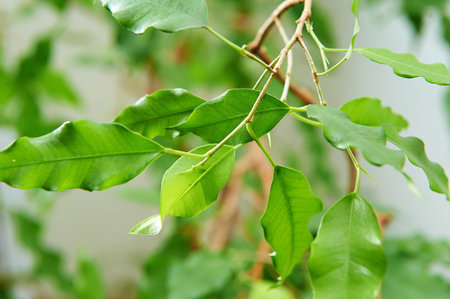 Branch with green leaves on blured background