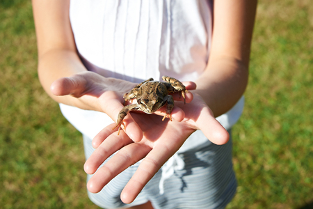 Frog in the hands of the childの写真素材