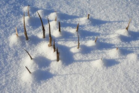 Trimmed bushes on wintering in the gardenの写真素材