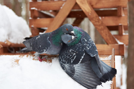 Pigeons around feeders in winter close upの写真素材