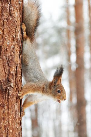 Squirrel on tree with Nut on winter dayの写真素材