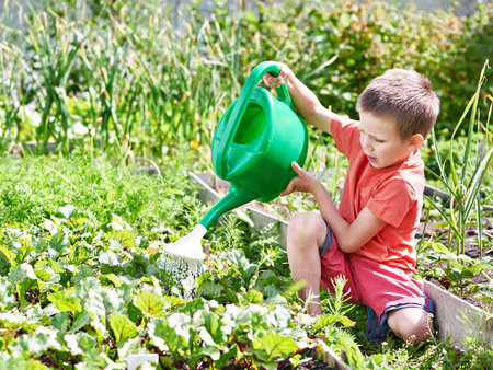 Little boy watering in the vegetable gardenの写真素材