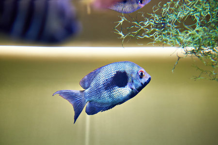 Blue tropical fish in an aquarium