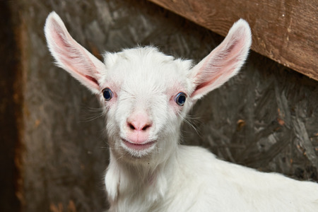 Goat kid in corral on a farm indoorsの写真素材