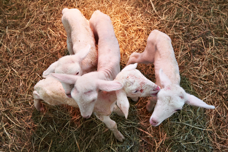 Newborn lambs on the farmの写真素材