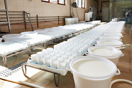 Milk for the production of soft cheese