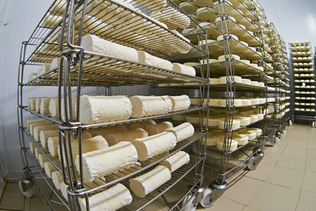 Cheese factory warehouse with shelves stacked with cheese